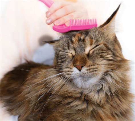 Help! My Cat Hates Being Groomed - Catster