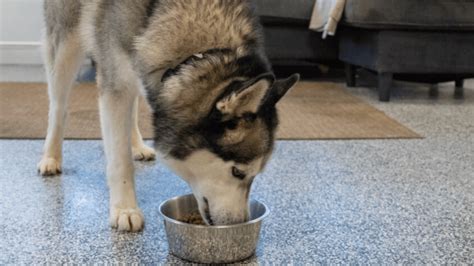 Help! spcaLA issues urgent appeal for pet food donations