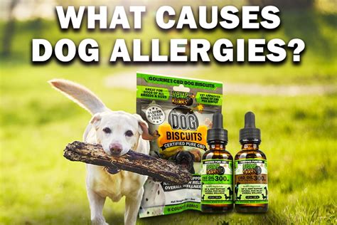 Help Dogs Allergies With Cbd
