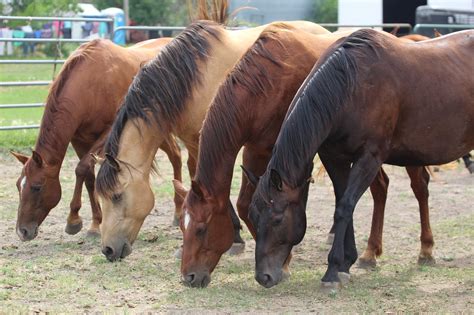 Help Us Help Horses In Need Gentle Spirit Horses Rescue