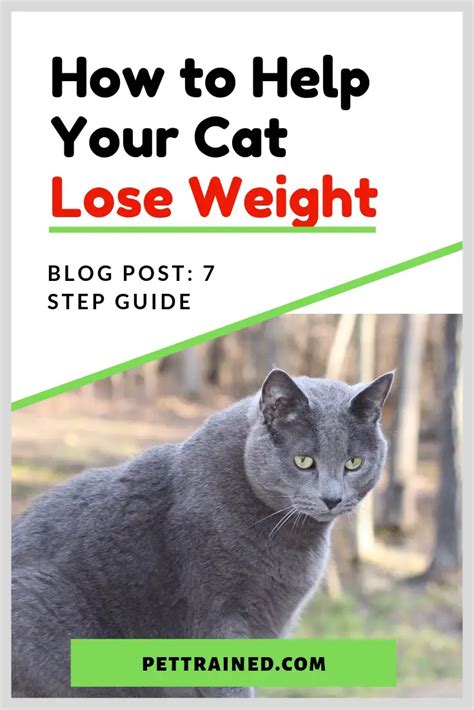 Help Your Cat Lose Weight With These Tips - The Spruce Pets