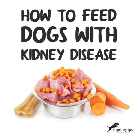 Help Your Dog With Kidney Failure By Feeding Them A …