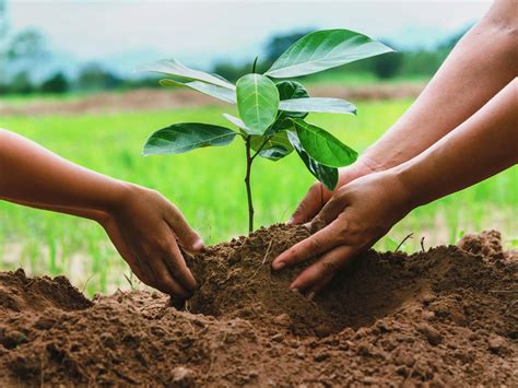 Help Your Trees & Plants Survive 118° Plant Them Close Together