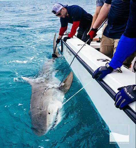 Help a Marine Biologist with Tiger Shark Research - GoFundMe