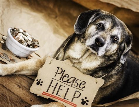 Help for homeless pets. 5. Buy a Homeless Pet a Meal. If you’re busy, consider donating directly to shelters or rescues. These donations help buy food and beds for homeless pets and ensure they get the veterinary care they need. Some shelters and rescues even have monthly donation options. Just a few bucks a month can make an enormous difference … 