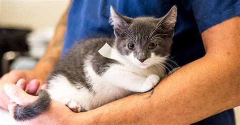 Help spay neuter clinic. Medicine Matters Sharing successes, challenges and daily happenings in the Department of Medicine Nadia Hansel, MD, MPH, is the interim director of the Department of Medicine in th... 
