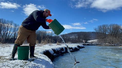 Help the DEC stock Geyser Creek with brown trout