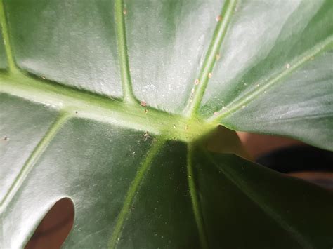 Help with brown spots : r/houseplants - Reddit