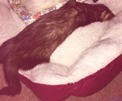 Helping Ferrets Cope with Grief – Holistic Ferret Forum