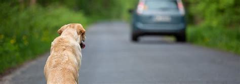 Helping a Dog Hit By a Car Hill