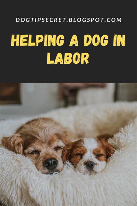 Helping a Dog in Labor