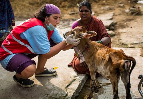 Helping animals injured amid war