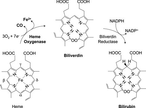 Heme oxygenase - Wikiwand