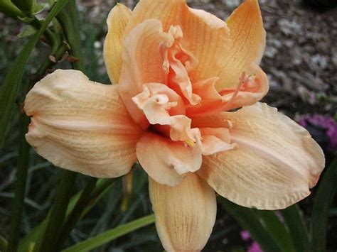 Hemerocallis - Double Dream : Iris en Hemerocallis kwekerij …