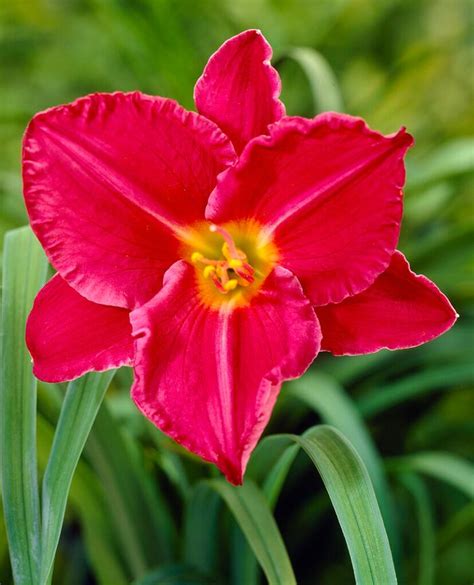 Hemerocallis Novelty