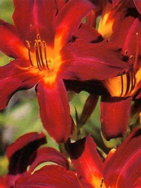 Hemerocallis Red Precioustest - Au Coin Fleuri