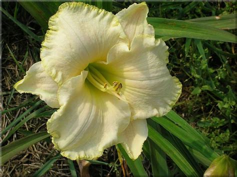 Hemerocallis Spacecoast White Out