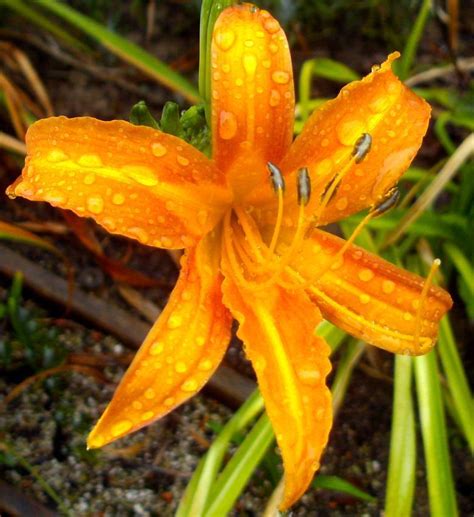 Hemerocallis fulva var. angustifolia - EPPO Global Database