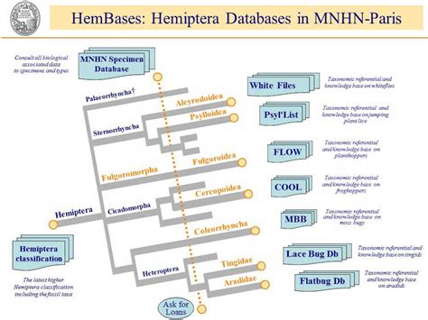 Hemiptera databases