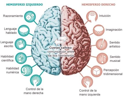 Hemisferios cerebrales: estructura, funciones, enfermedades. - I …