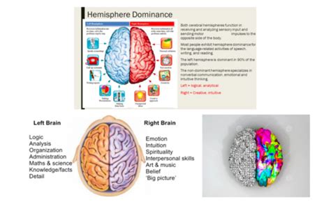 Hemisferische specialisatie van functies Flashcards Quizlet