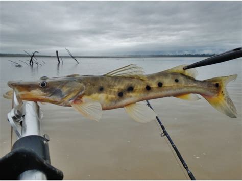 Hemisorubim platyrhynchos, Porthole shovelnose catfish : …