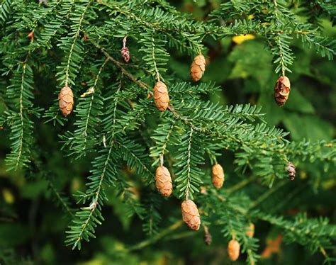 Hemlock Tree f&ouml;r- och nackdelar &ndash; 11 fakta du beh&ouml;ver veta