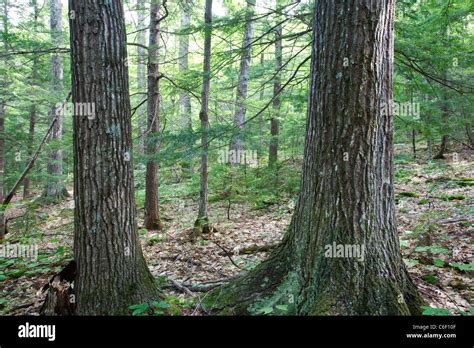 Hemlock and oak. Things To Know About Hemlock and oak. 