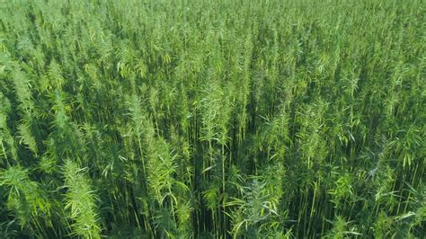 Hemp Fields Australia - YouTube