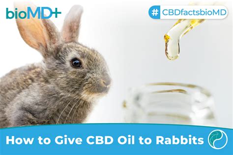 Hemp For Hares — Is CBD Oil Safe For Pet Rabbits?