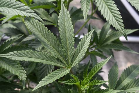 Hemp growers say Maryland’s new marijuana laws leave them high — and dry
