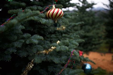 Hemstrom Valley Tree Farm . Christmas Trees - Welcome!