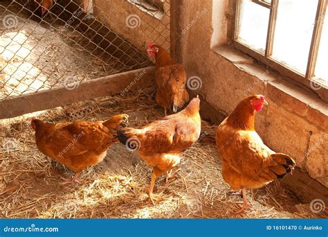 Hen House Stockfoto