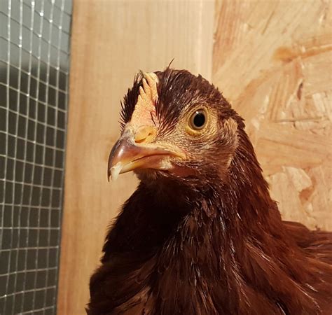 Hen with cracked beak - Learn How to Raise Chickens