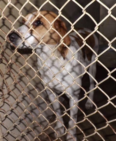 Henderson county animal shelter. Things To Know About Henderson county animal shelter. 