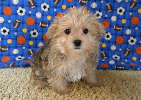Henrys maltese. Welcome to Henrys Maltese Iowa Maltese breeders the leading source of purebred registered maltese puppies and morkies for sale in Iowa and the surrounding areas. We are open - Clearwater Store Our shops. It is made with materials that can … 