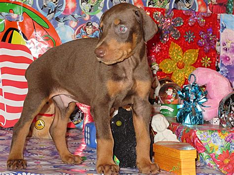 EMAIL ME NOW FOR HD PICTURES & VIDEOS OF MY PUPPIES, SIRE, AND DAM! CONTACT: ERICH HENSON AT 606-878-6395 OR EMAIL: jehenson46@yahoo.com. Primary Business. Breeding. Primary Breed. Doberman Pinscher. Website. hensonsdobermanpinscherpuppies.com.. Henson%27s doberman pinscher puppies