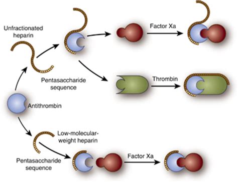 Heparin: Dosage, Mechanism/Onset of Action, Half-Life