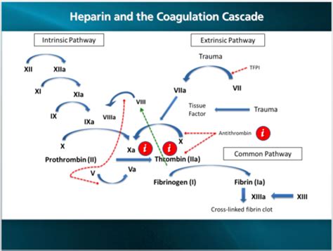 Thrombocytopenia occurs as a result of profound platelet activation and consumption. (patients develop clots and that is why they end up having low platelets) HIT pathophysiology. PF4 is present in circulation (due to platelet activation) Heparin forms complexes with PF4. IgG antibodies form immune complexes with these PF4 heparin complexes.. 