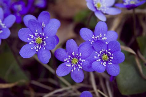 Hepatica nobilis english