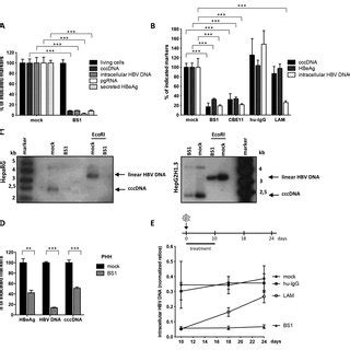 Hepatitis B Virus Reactivation Potentiated by Biologics