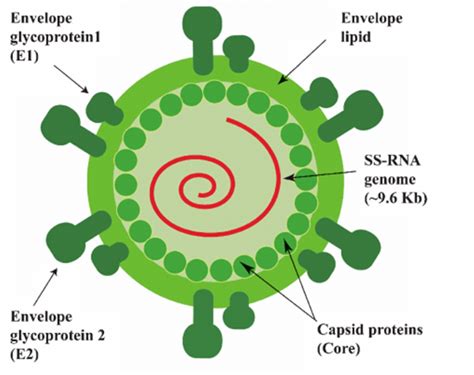 Hepatitis C Virus Diagram