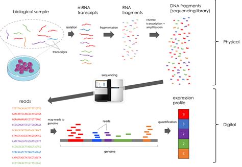 Hepatocystis sp. in vivo RNA-seq data supports a lack of …