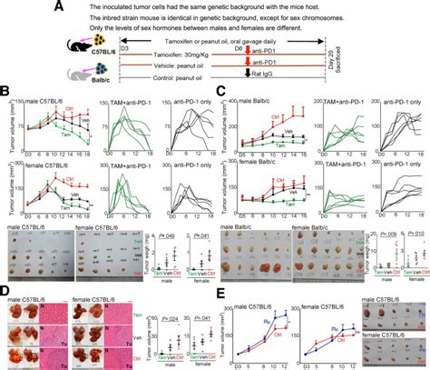 Hepatoma Hepa1 6 ATCC Bioz