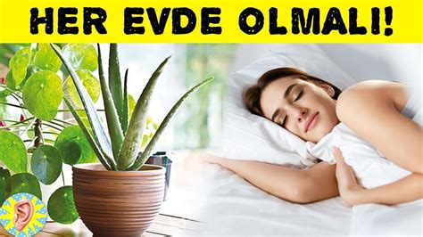 Her Evde MUTLAKA Olması Gereken 8 Bitki YouTube. 