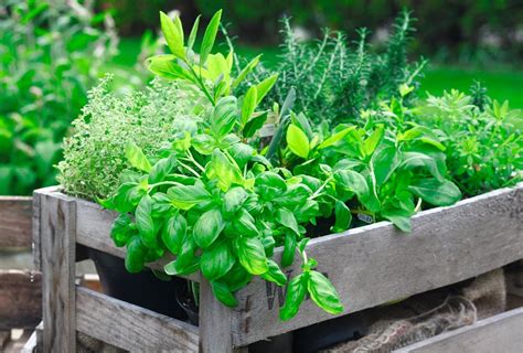 Herb gardening beginners guide to growing organic herbs at home. - Writing works a resource handbook for therapeutic writing workshops and.