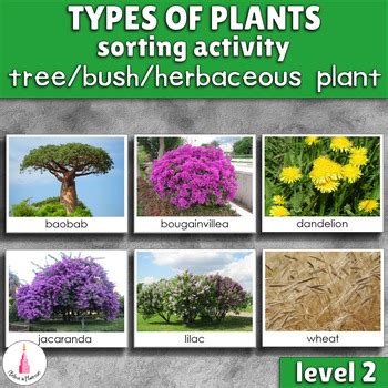 Herbaceous 4/6 Flashcards Chegg.com