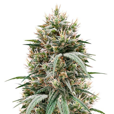 Strawberry Amnesia (Herbies Seeds) Strawberry Amnesia (Herbies Seeds) Photoperiod ; Electric brain buzz ; 600 - 700 g/m² indoors 700 - 1200 g/plant outdoors ; 22 % ; Pack . 1 €11 3 €29.7 5 €46.75 10 €71.5 . Buy. View strain . This fragrant Sativa-dominant hybrid is known for its uplifting and energizing head high. Its above-average 22% .... 