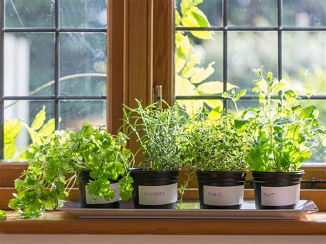 Herbs growing at home a beginners guide to growing herbs indoor. - Kant apos s idea for a universal history with a cosmopolitan aim a critical guide.