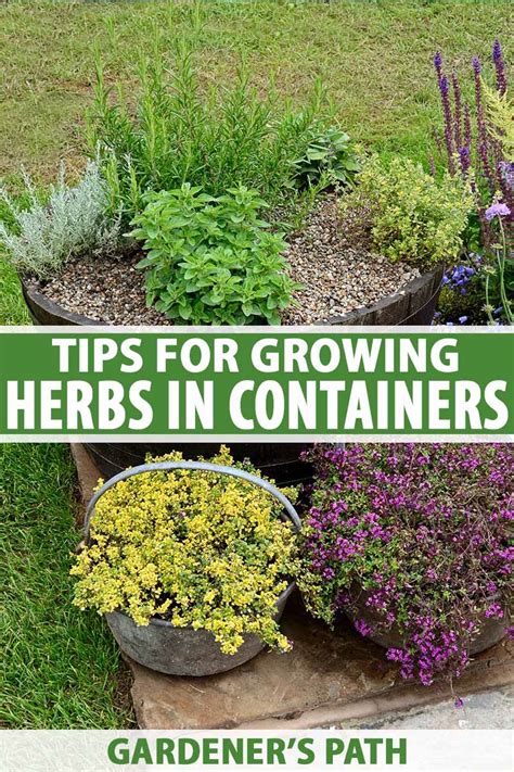 Herbs in containers - Inspiring everyone to grow / RHS Gardening